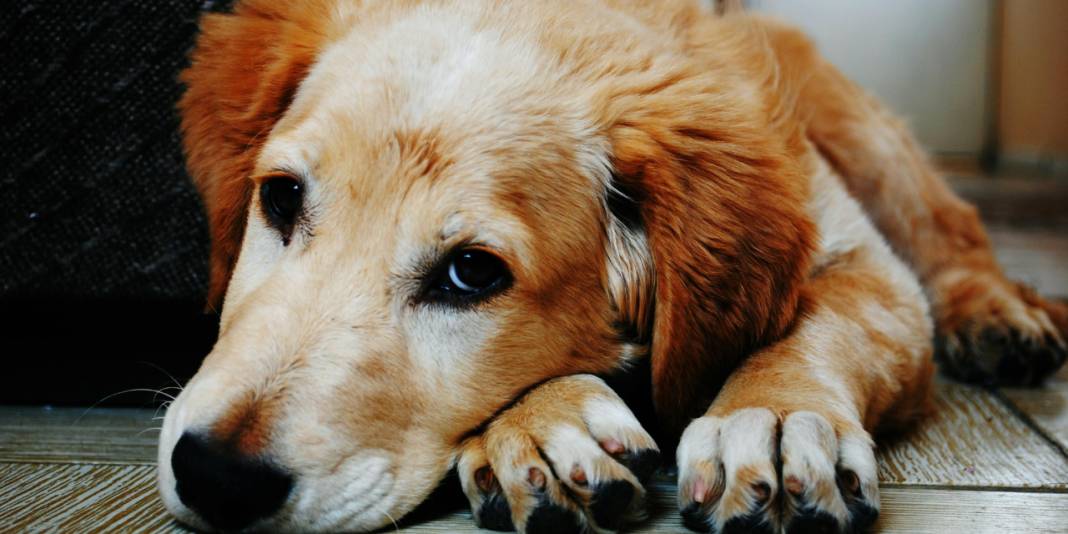 Yöneylem araştırma sordu: Sokak köpekleri uyutulmalı mı? 1